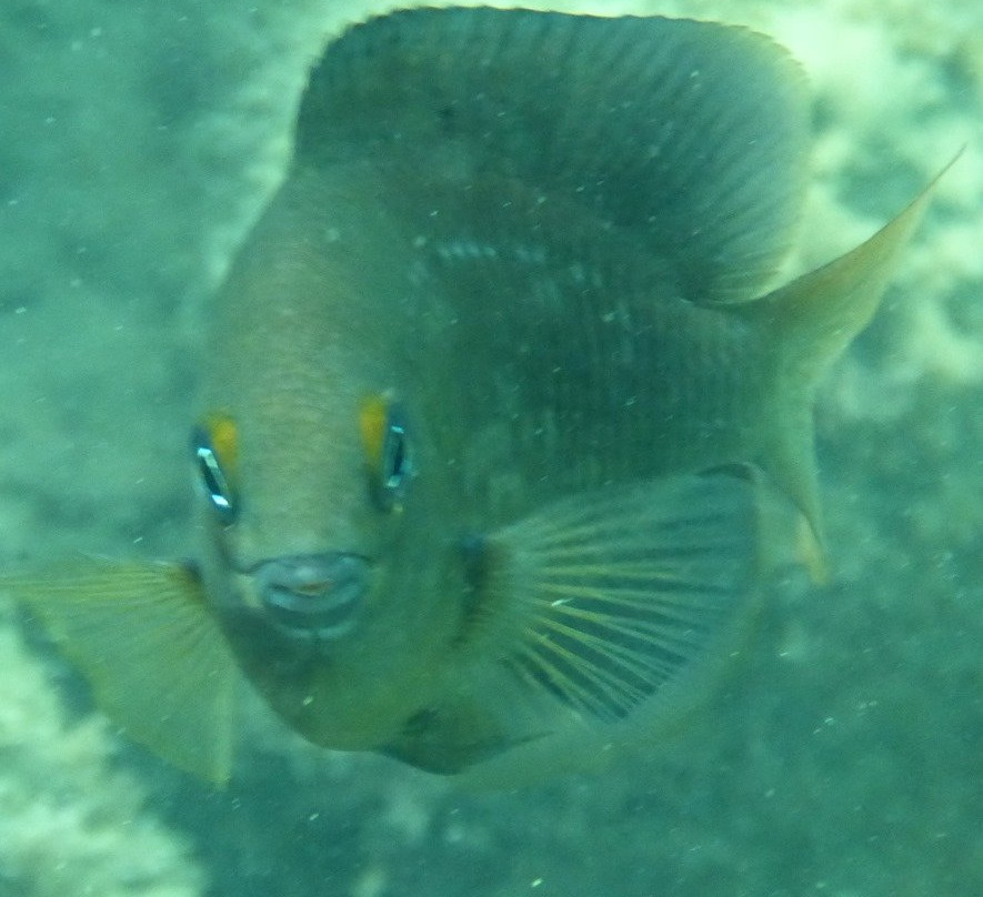 Carpe Diem Dive Center-Marau必去景点