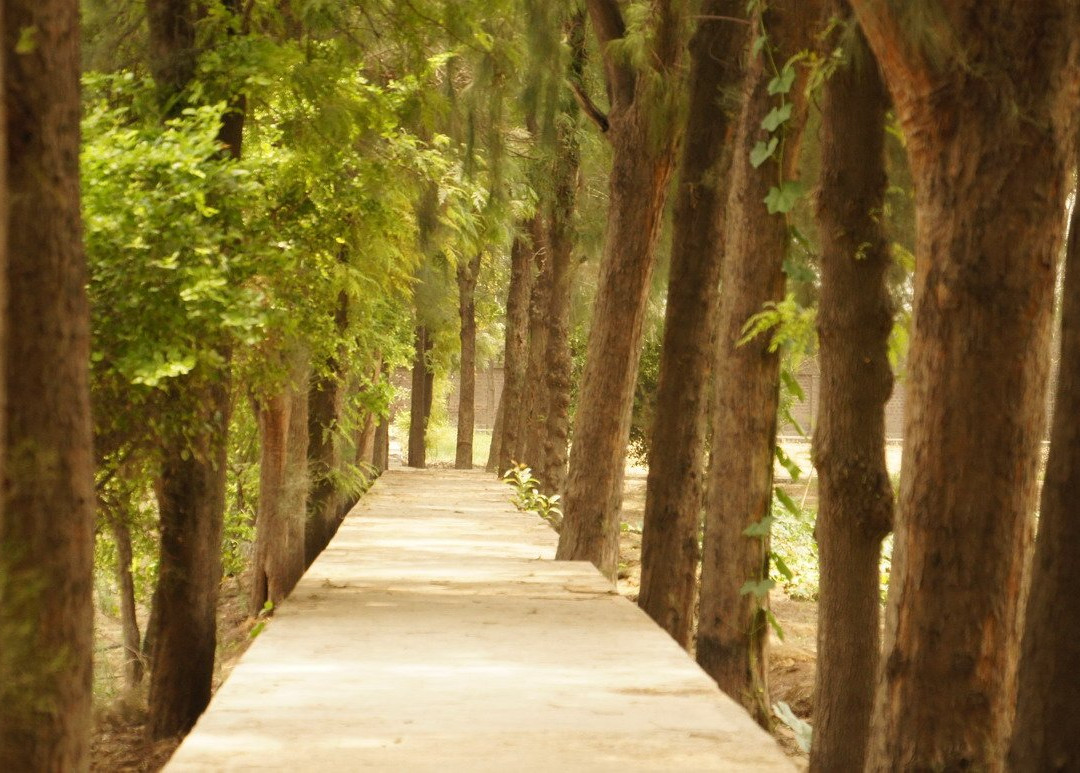 Oshodham, Osho Dhyan Mandir景点图片