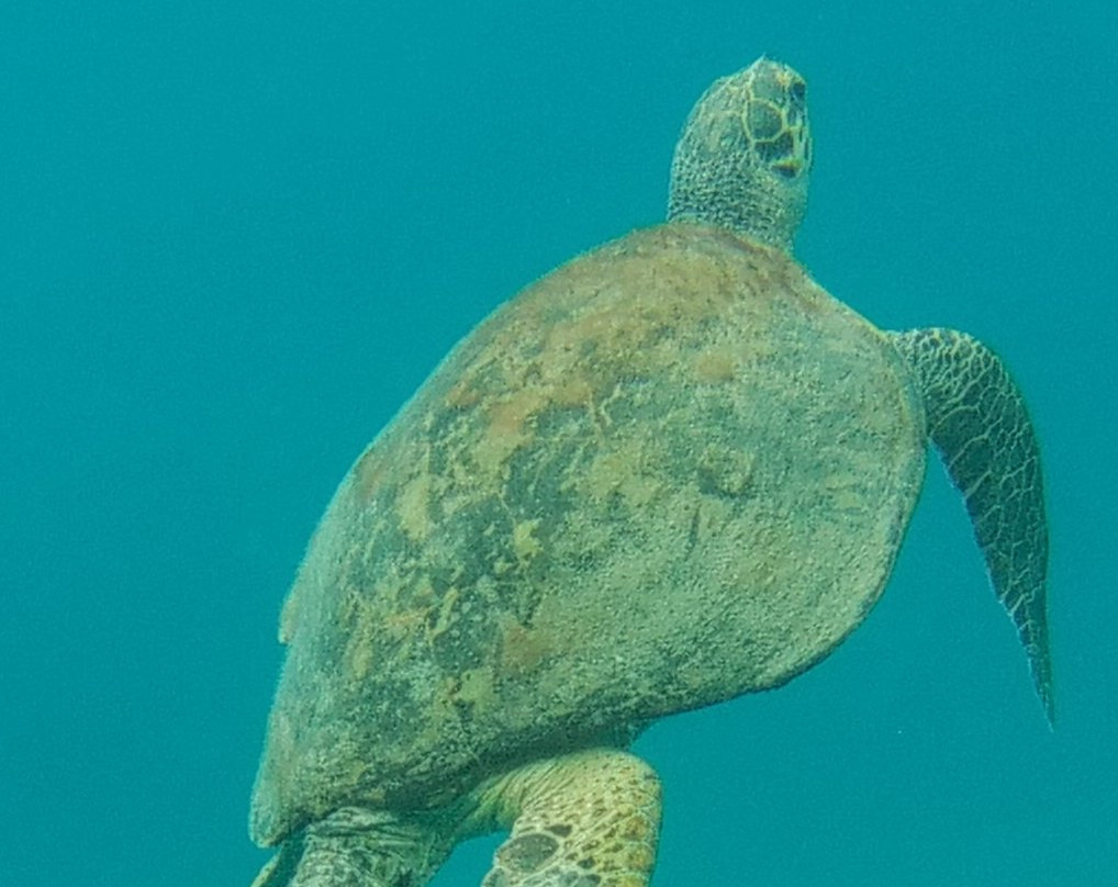 Freedom Divers Safaga-Port Safaga必去景点