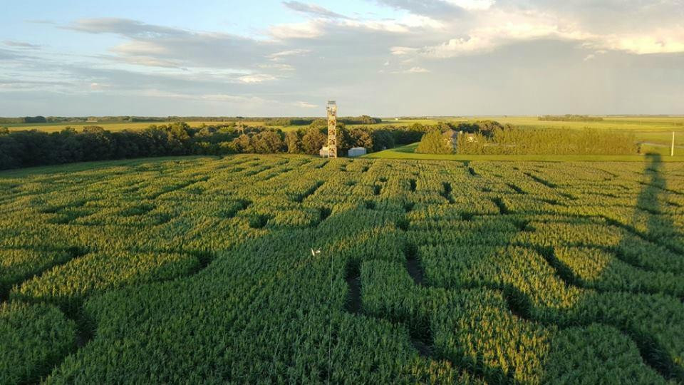 A Maze in Corn景点图片