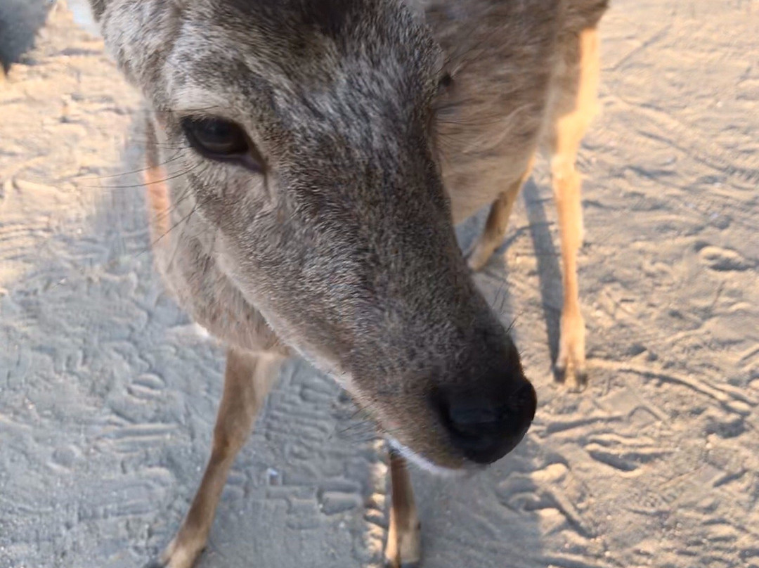 Miyajima Sambashimae Park-Itsukushima必去景点
