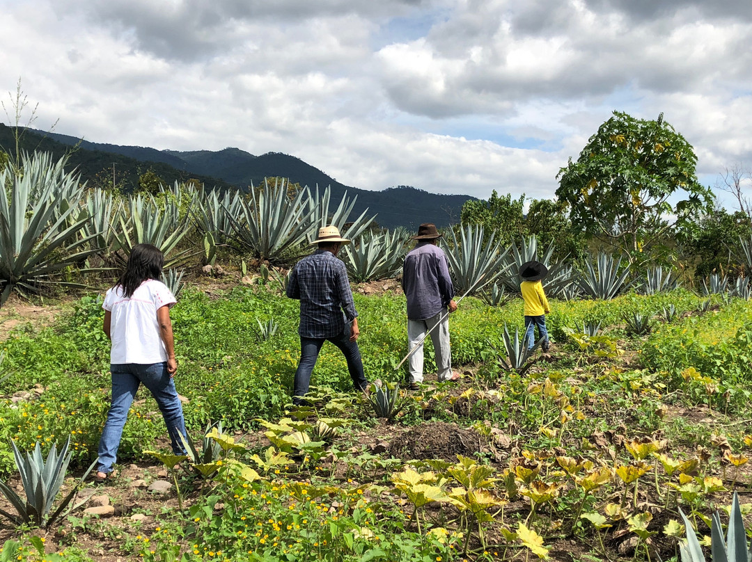 Tlayudona-瓦哈卡必去景点