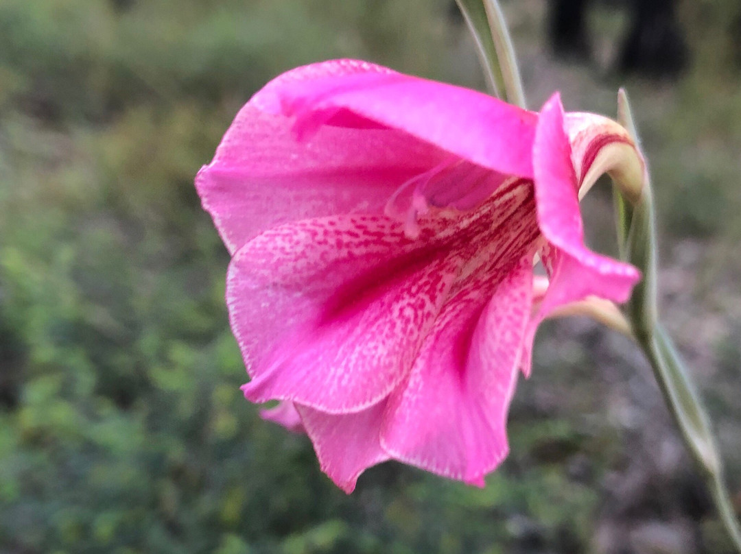 Travellers Rest Motel主图