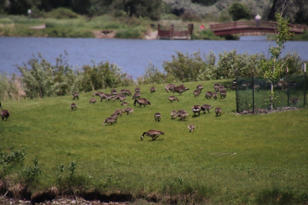 Riverfront Park-比灵斯必去景点