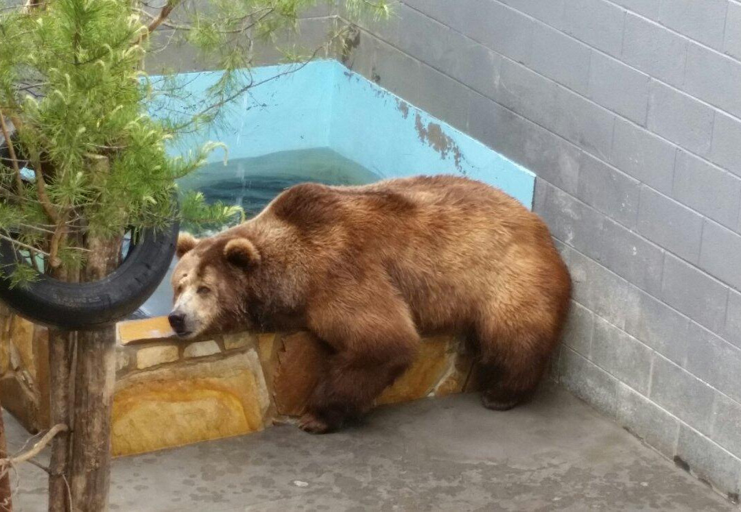 Cherokee Bear Zoo and Exotic Animals景点图片