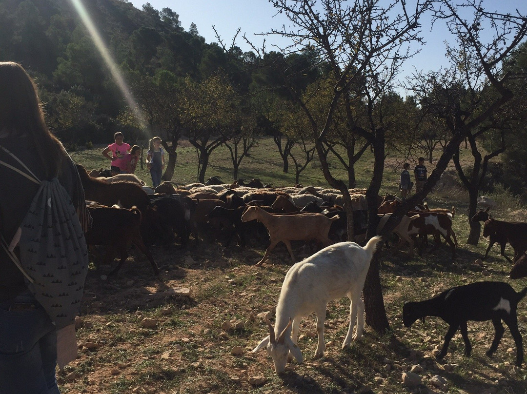 Queseria del Valle de Tibi景点图片