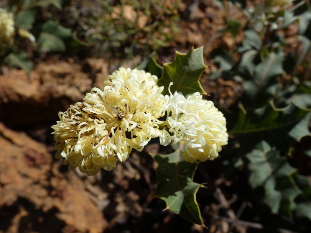 Boyagin Rock Nature Reserve-Pingelly必去景点