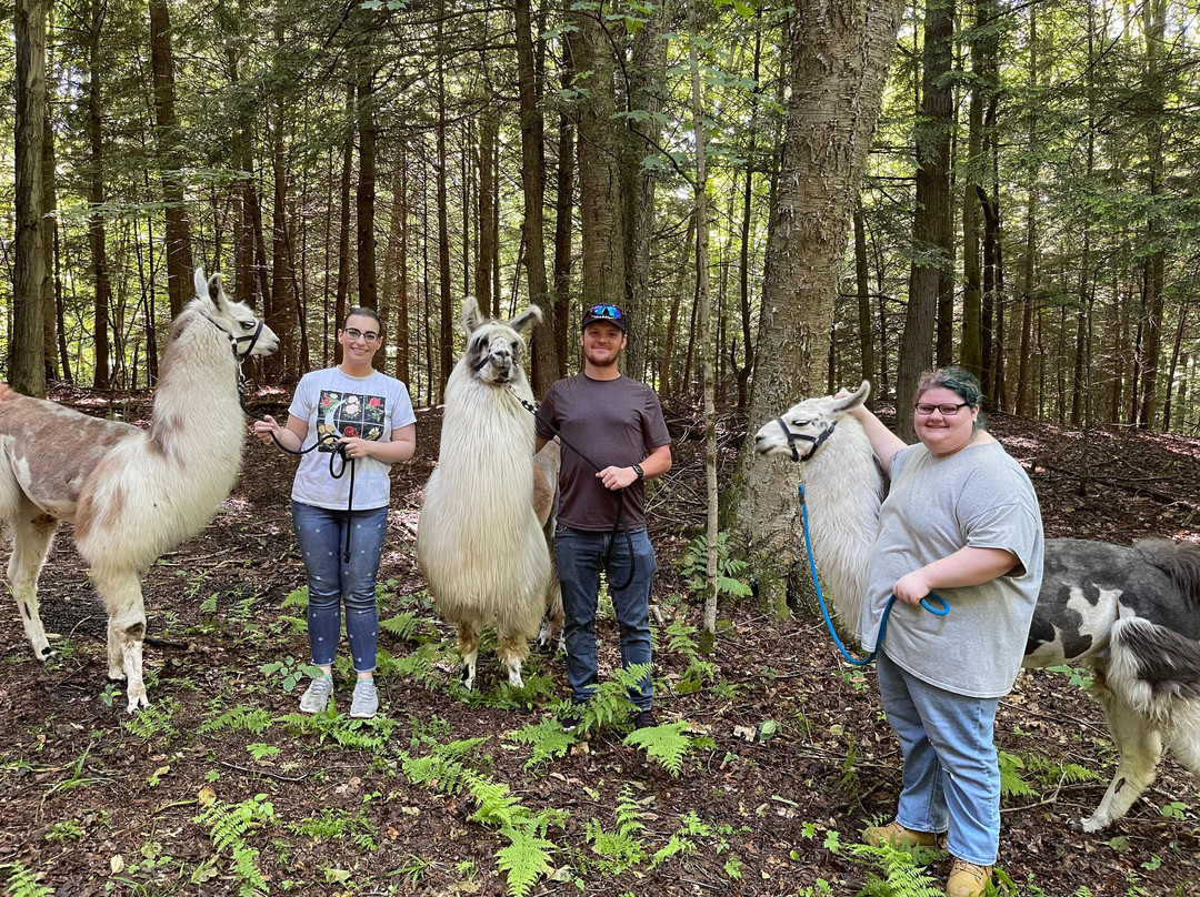 Llama Adventures景点图片