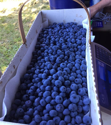 Tikkanen's Berry Farm