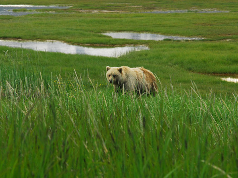 Homer Flyout Adventures