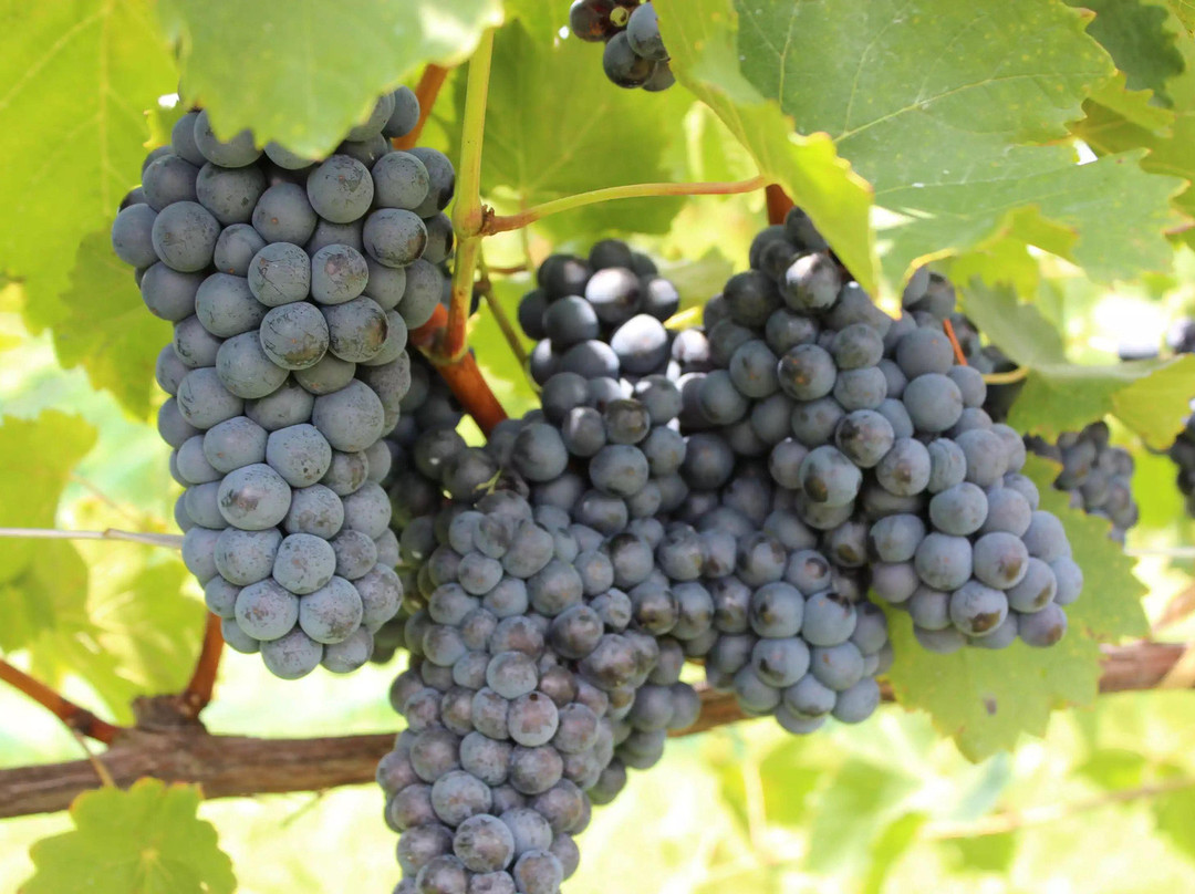 阿尔贝维尔旅游攻略图片