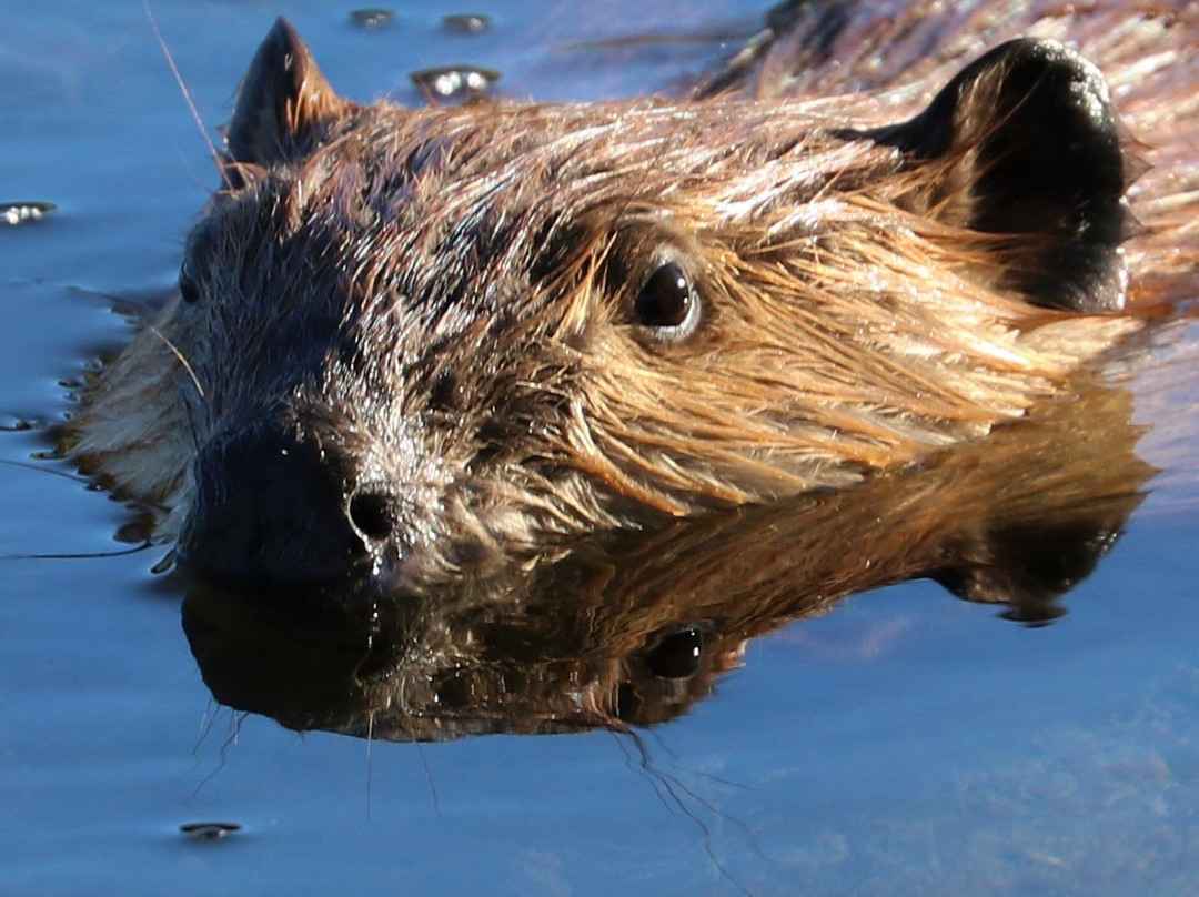 Dead Horse Ranch State Park-Cottonwood必去景点