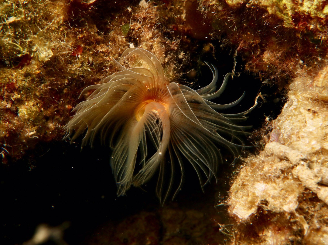 Mediterranean View Diving Center-Agios Nikolaos必去景点