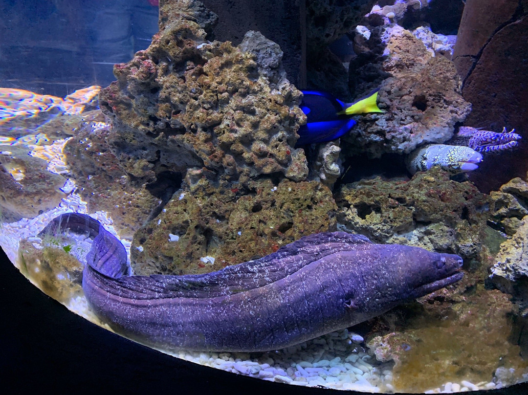Sea Life Konigswinter-科尼希斯温特必去景点