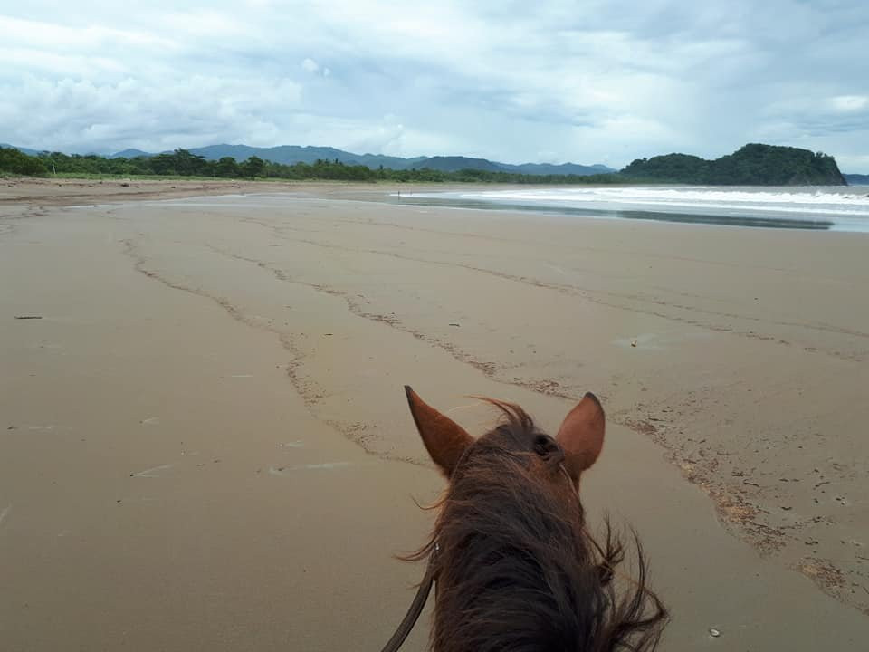 Horse Jungle景点图片