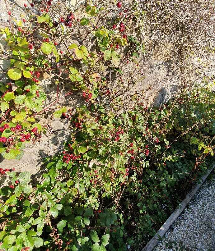 Clan MacKenzie Routes-丹弗姆林必去景点