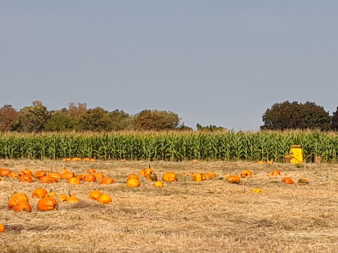 Miller's Bay Farm景点图片