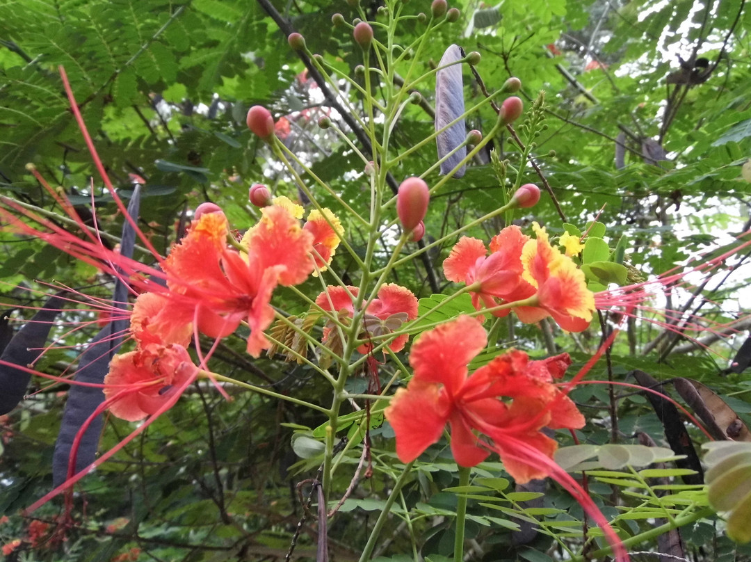 La Romantica Isla Contadora主图