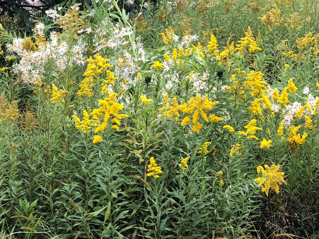 Lake Elmo Park Reserve-Lake Elmo必去景点