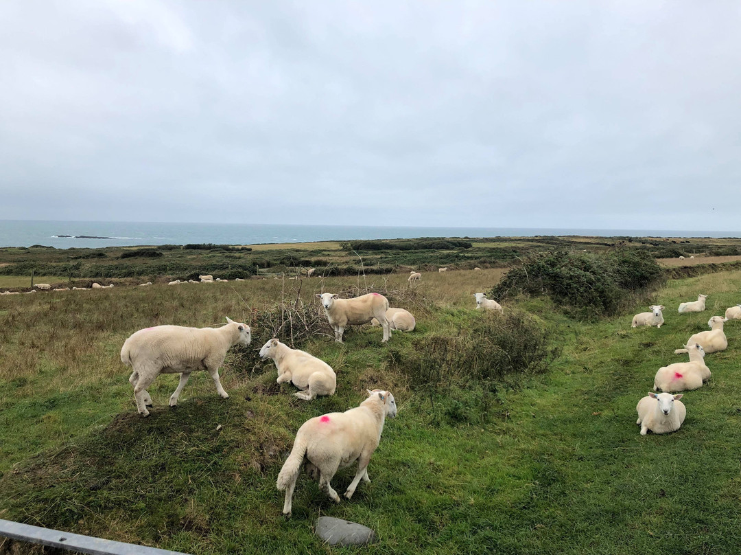 Bardsey Island景点图片
