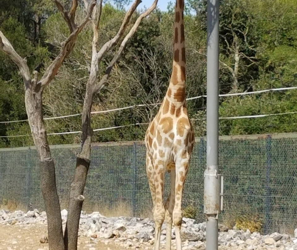 Parc de Lunaret - Zoo de Montpellier景点图片