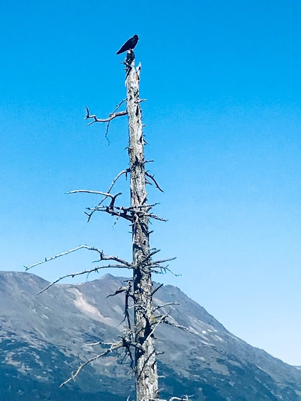 Alaska Wildlife Conservation Center景点图片