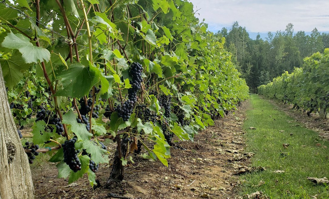 Vignoble Côte De Vaudreuil-沃德勒伊多里翁必去景点