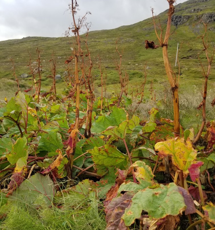 Skálanes-塞济斯菲厄泽必去景点