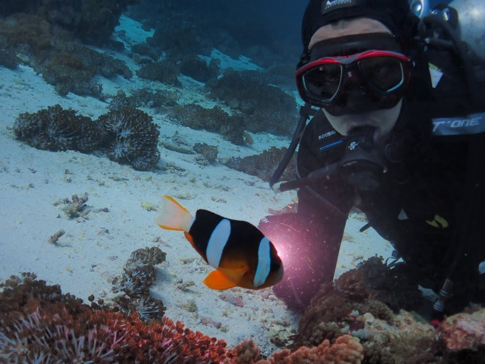 Dive Alor Dive景点图片