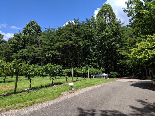 Sharp Mountain Vineyards-Jasper必去景点