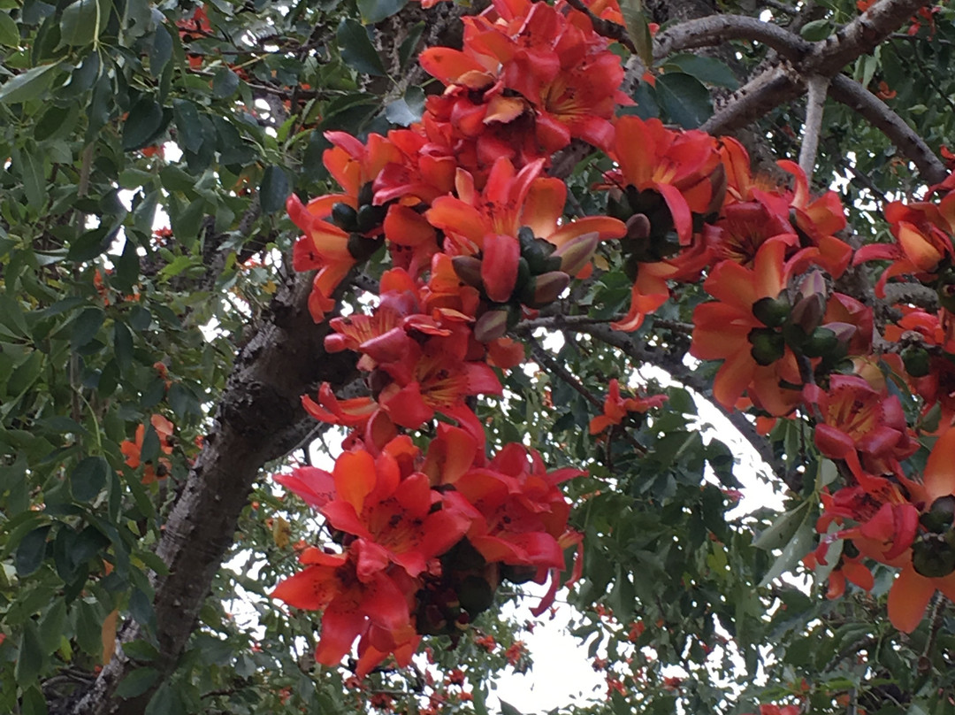 洛坎普顿植物园及动物园-罗克汉普顿必去景点