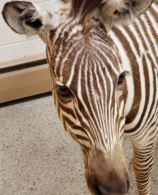 Werner Wildlife Museum-卡斯珀必去景点