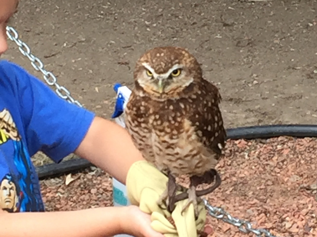 Alberta Birds of Prey Visitor's Centre-Coaldale必去景点