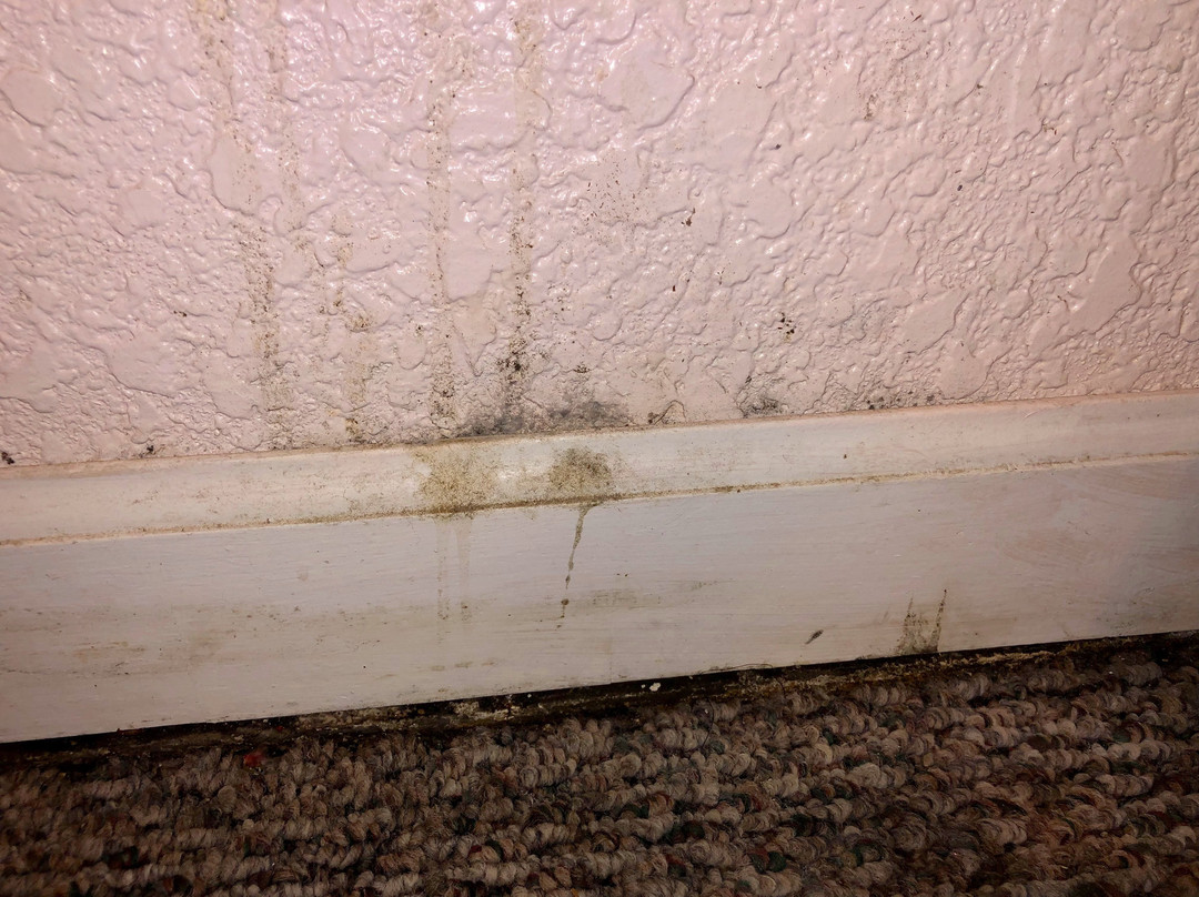 Sunflower Motel主图