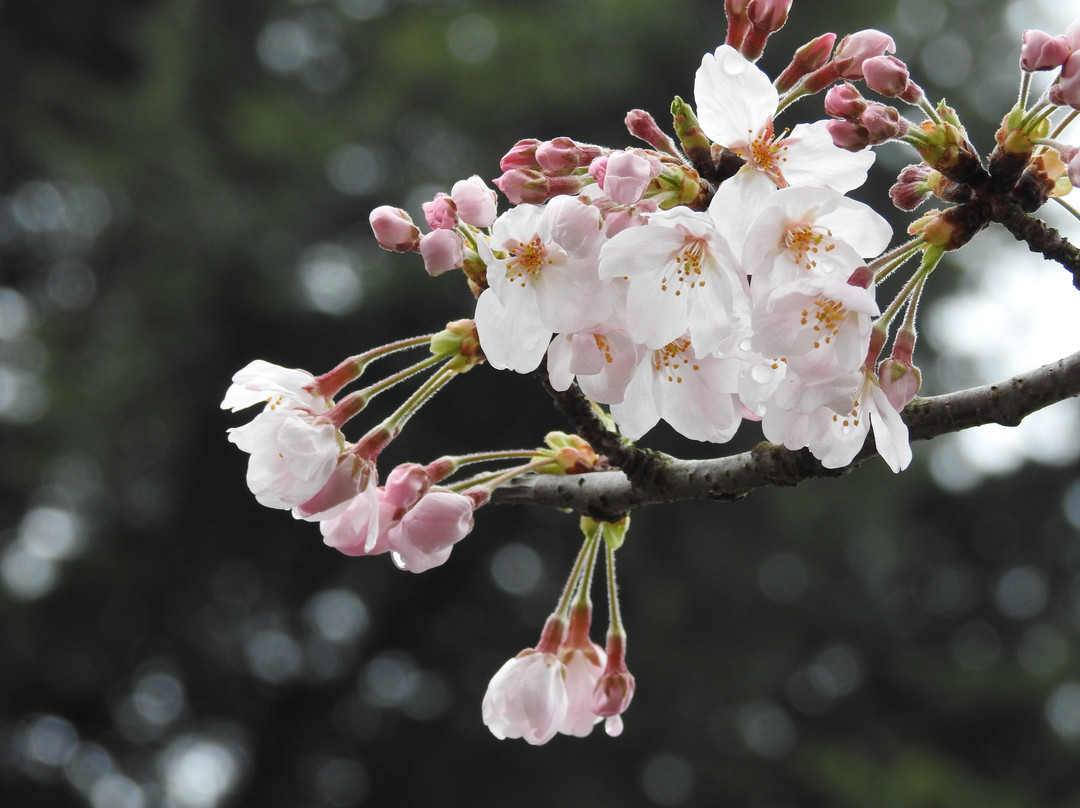 Ichinoe Sakaigawa Shinsui Park-江戸川区必去景点