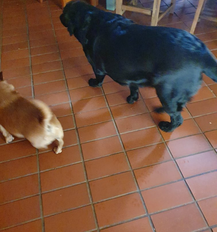 Yesterday's Dream主图