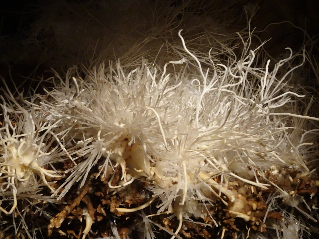 Ochtinska Aragonite Cave-Ochtina必去景点