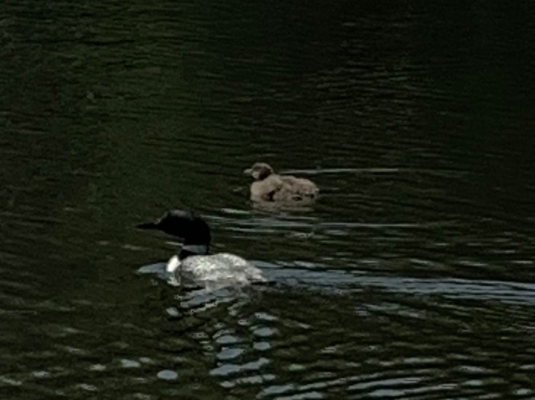 Snow Pond Cruises-Oakland必去景点