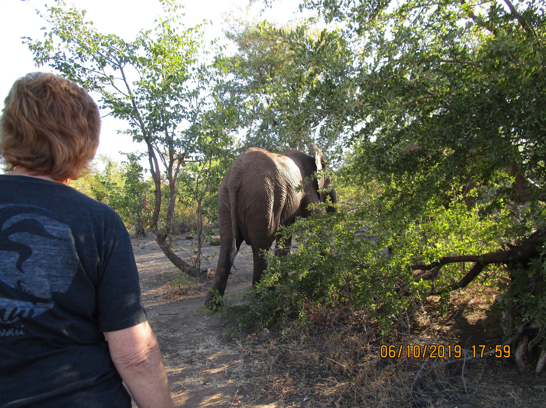 Wild Horizons Elephant Sanctuary景点图片
