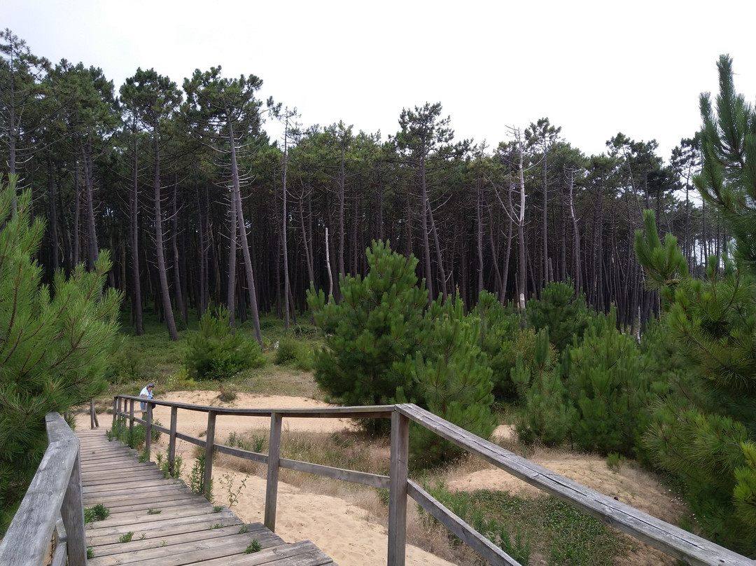 Parque Natural des las Dunas de Liencres景点图片