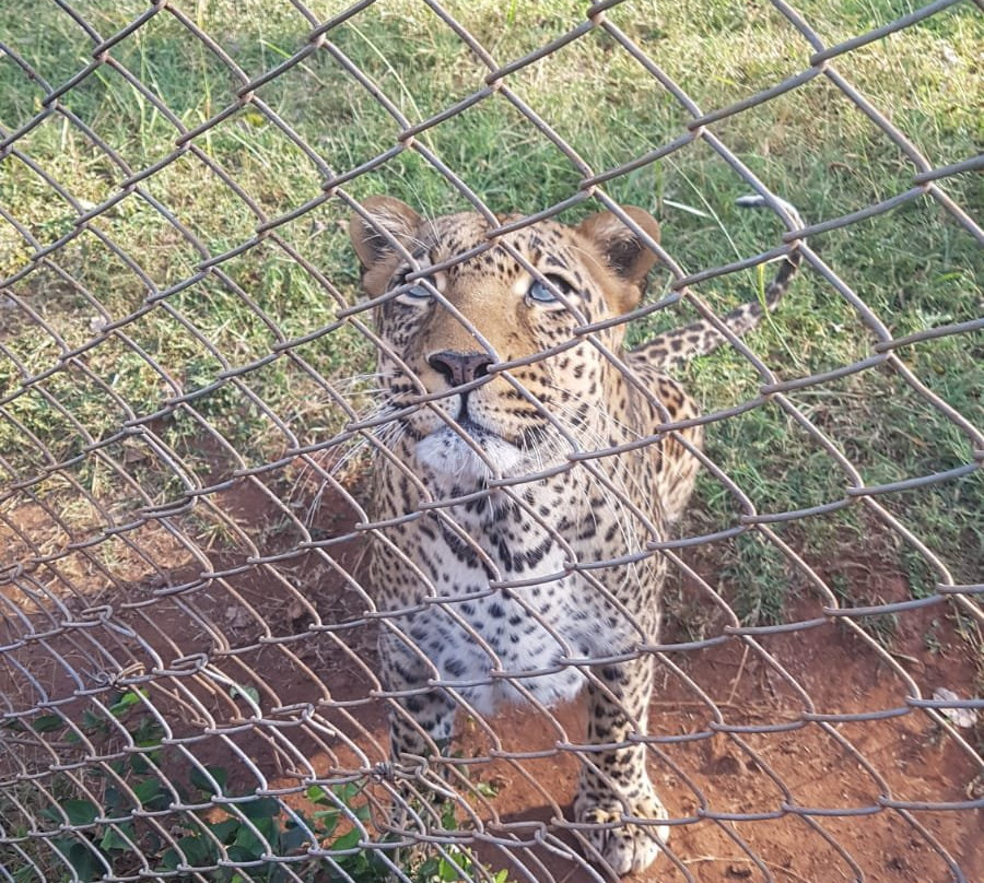 Nairobi Animal Orphanage景点图片