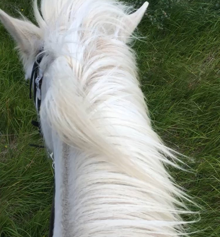 Galdrahestar Riding Tours-埃伊尔斯塔济必去景点