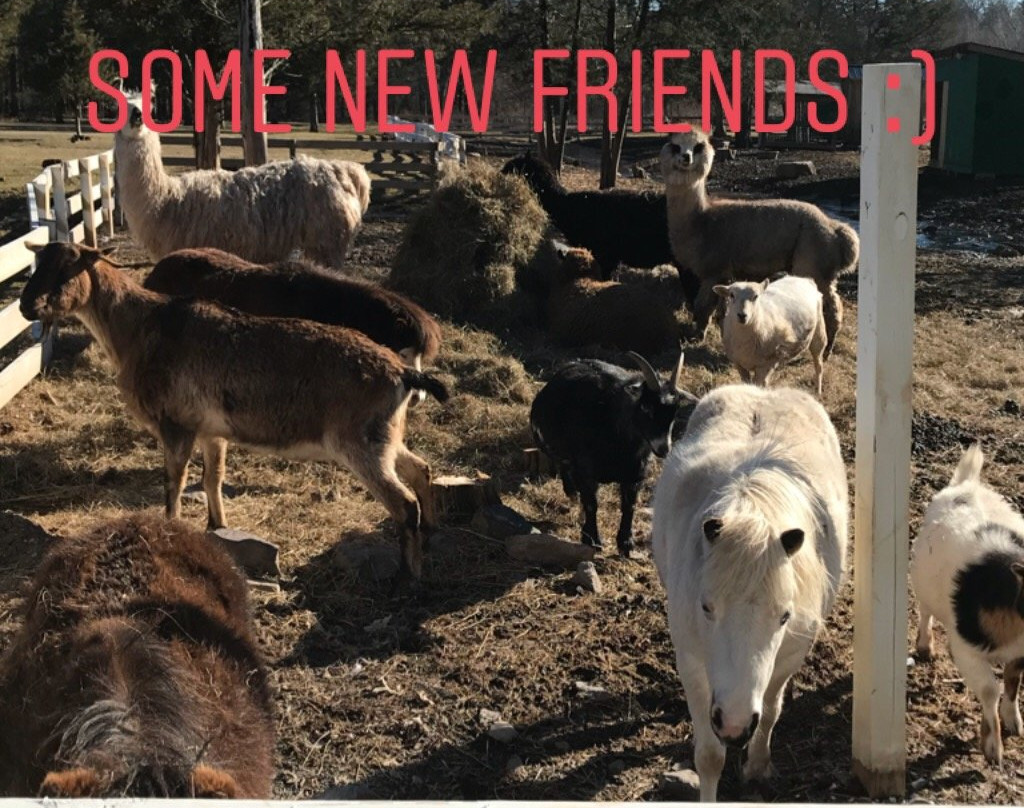 The Kaaterskill主图