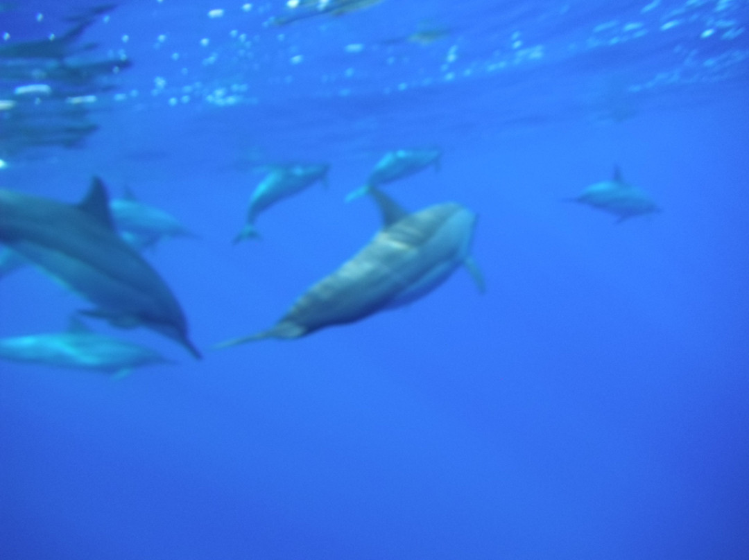 Magical Niue Sea Adventures-阿洛菲必去景点