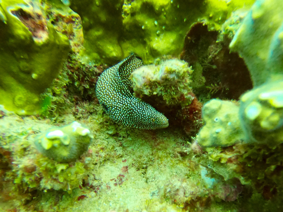 Ocean Divers-弗力克昂弗雷克必去景点