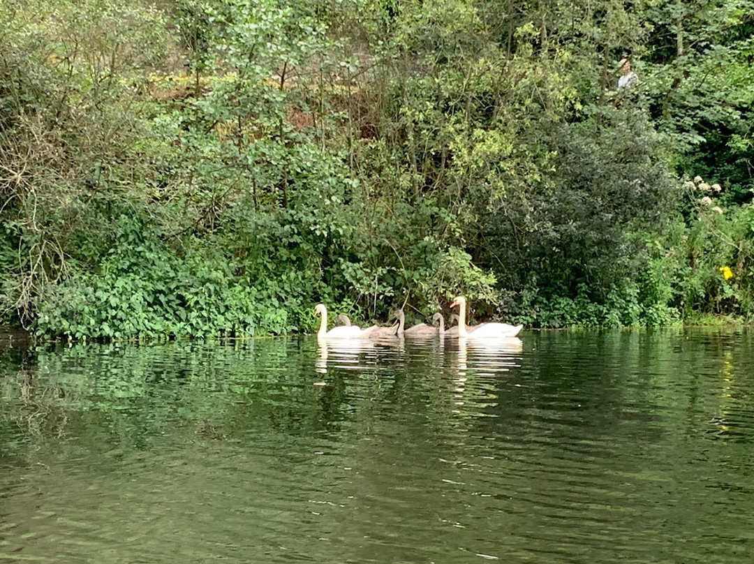 Boattrips.ie-Carlow必去景点