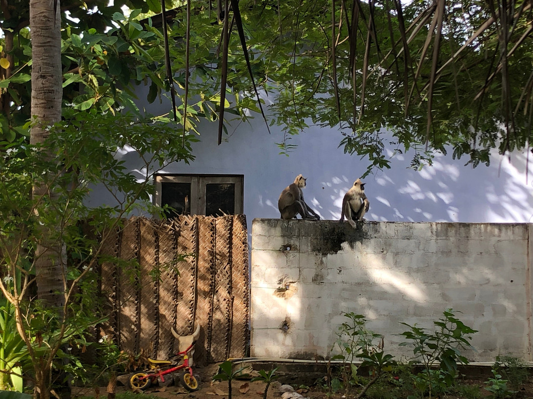 East Surf Cabanas主图