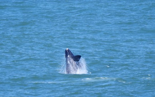 Gearing's Point-赫曼努斯必去景点