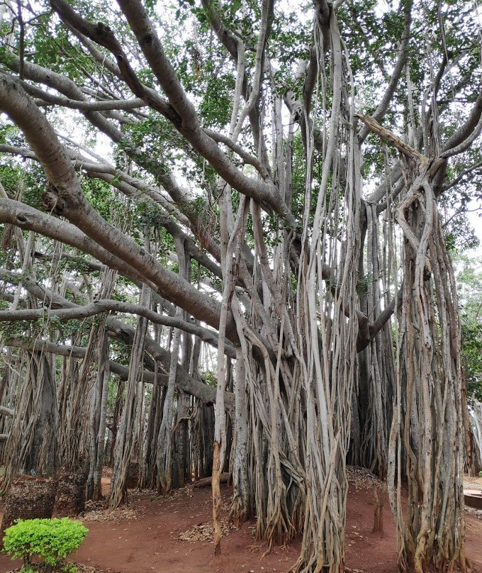 Big Banyan Tree景点图片