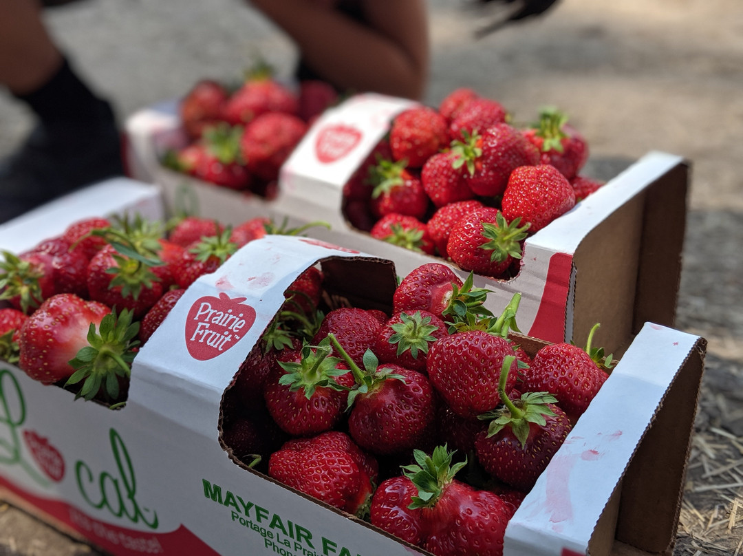 Mayfair Farm-Portage la Prairie必去景点